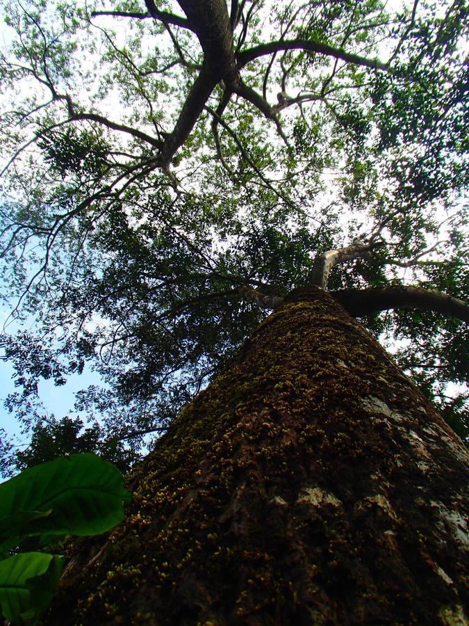 Coorg 4 C'S Little Paradise Madikeri Exterior foto